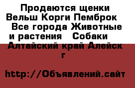 Продаются щенки Вельш Корги Пемброк  - Все города Животные и растения » Собаки   . Алтайский край,Алейск г.